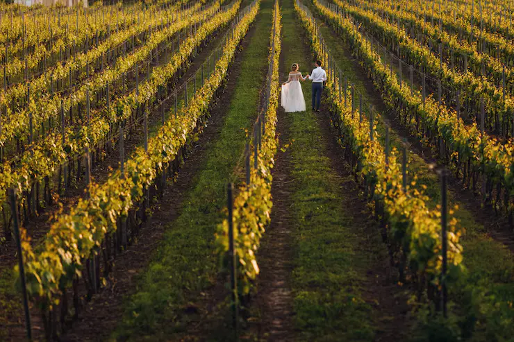 Sposi che camminano tra i filari di vigne in Franciacorta durante la stagione autunnale